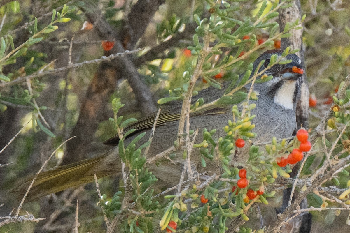 Green-tailed Towhee - ML443347881