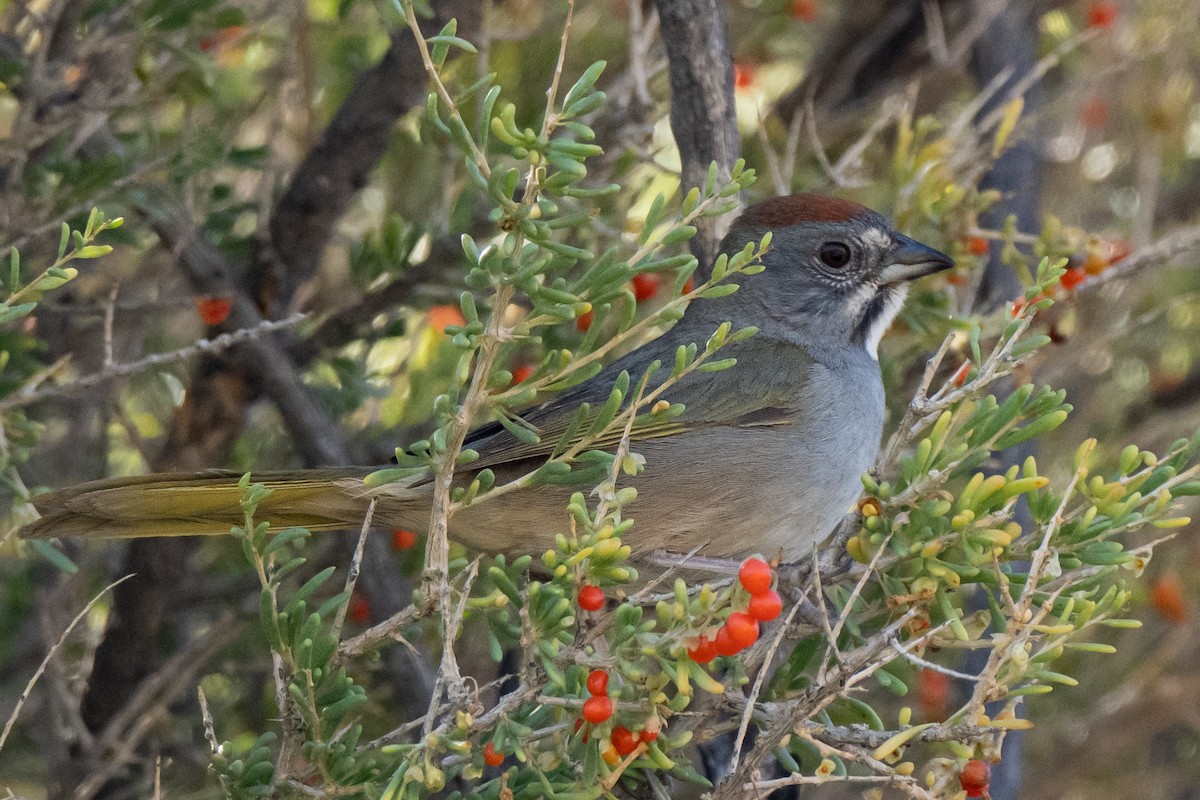 Green-tailed Towhee - ML443347911