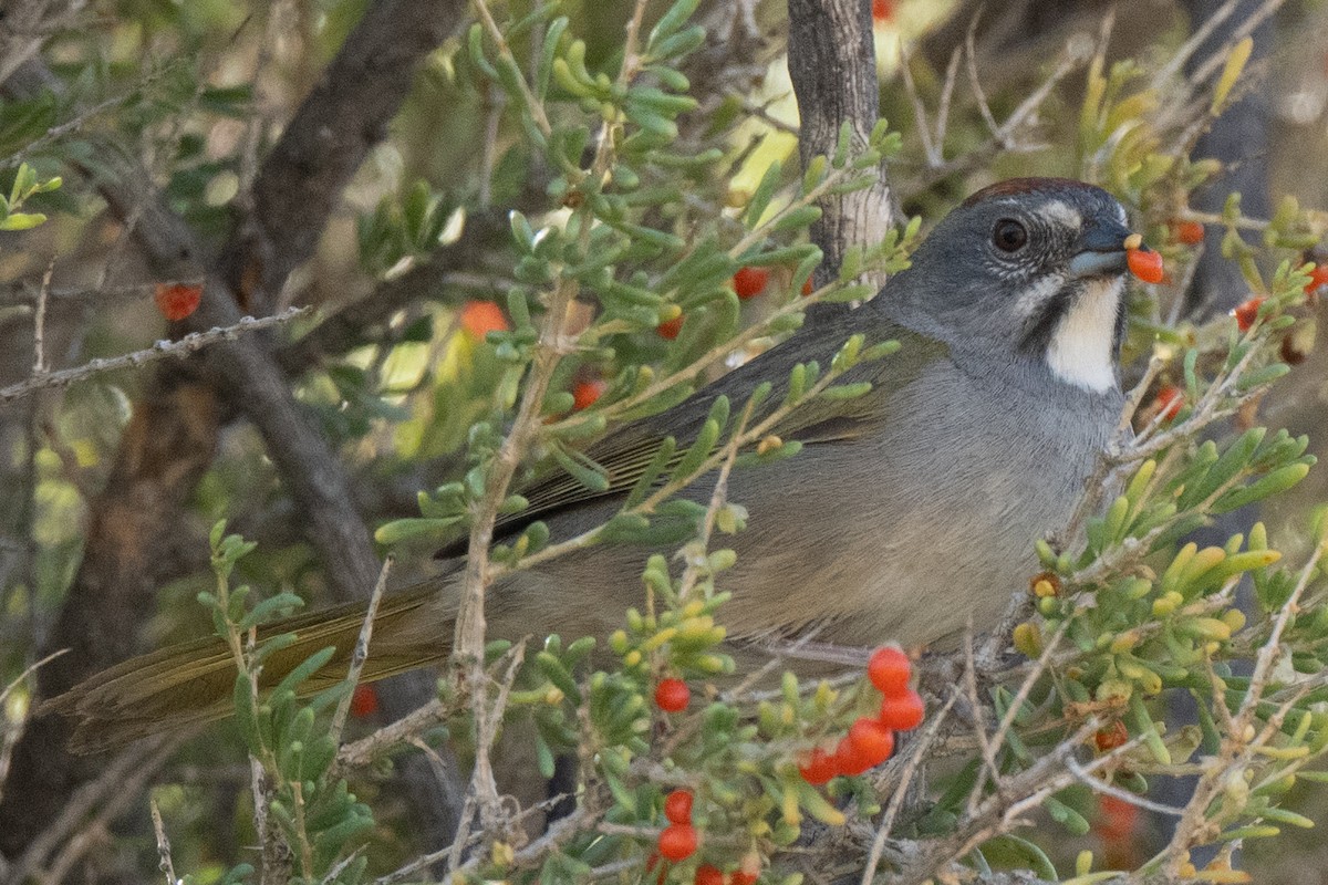 Green-tailed Towhee - Sean Crockett