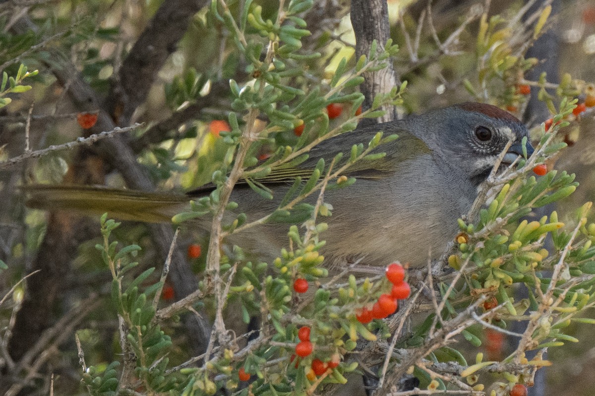 Green-tailed Towhee - ML443347971