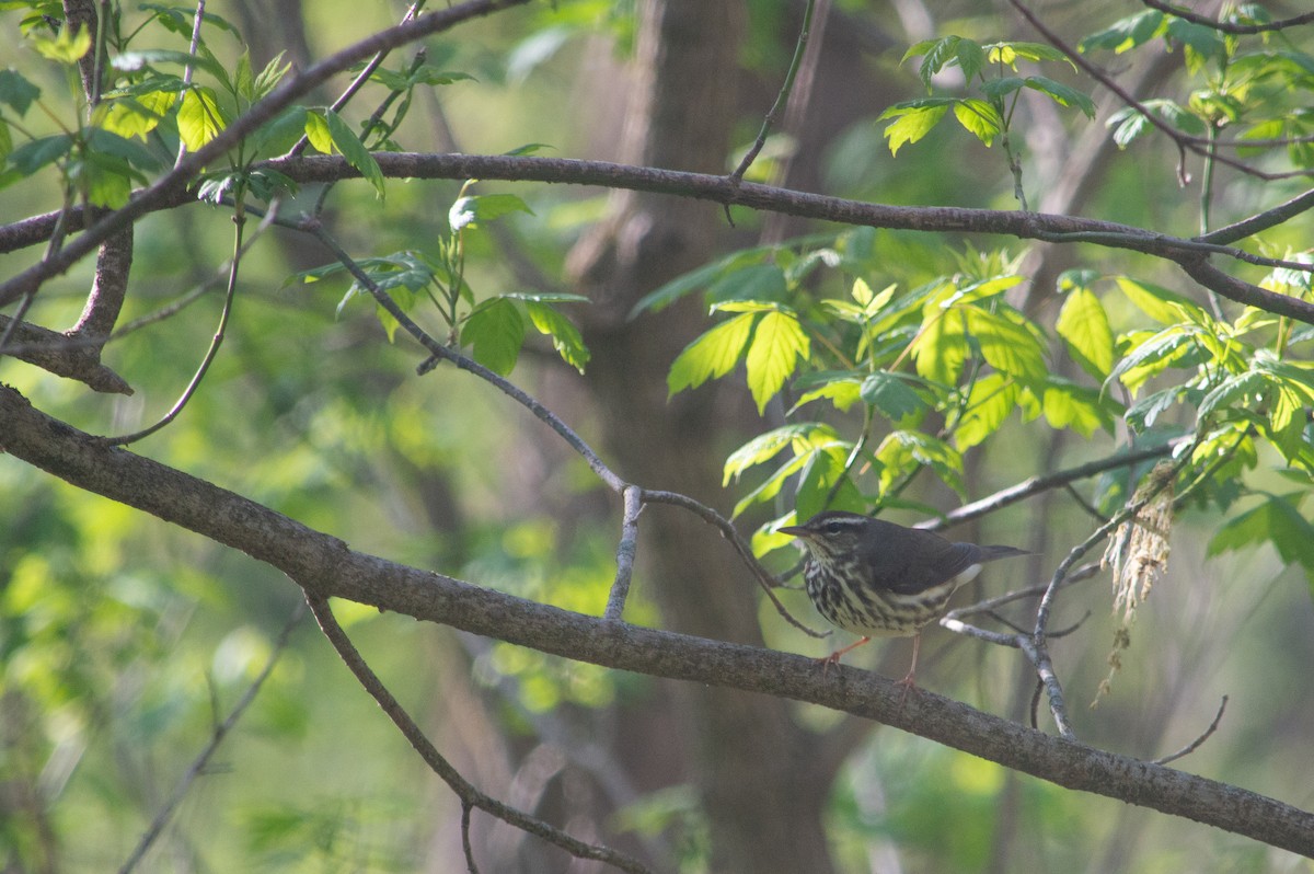 Northern Waterthrush - ML443349301