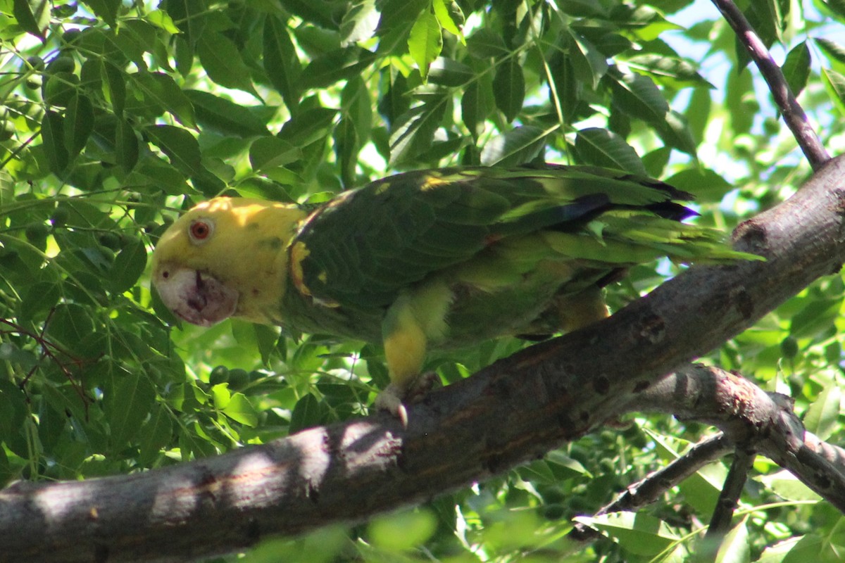 Yellow-headed Parrot - ML443349651