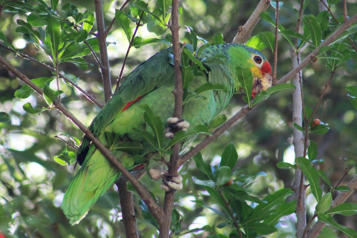 Red-lored Parrot - ML443350281