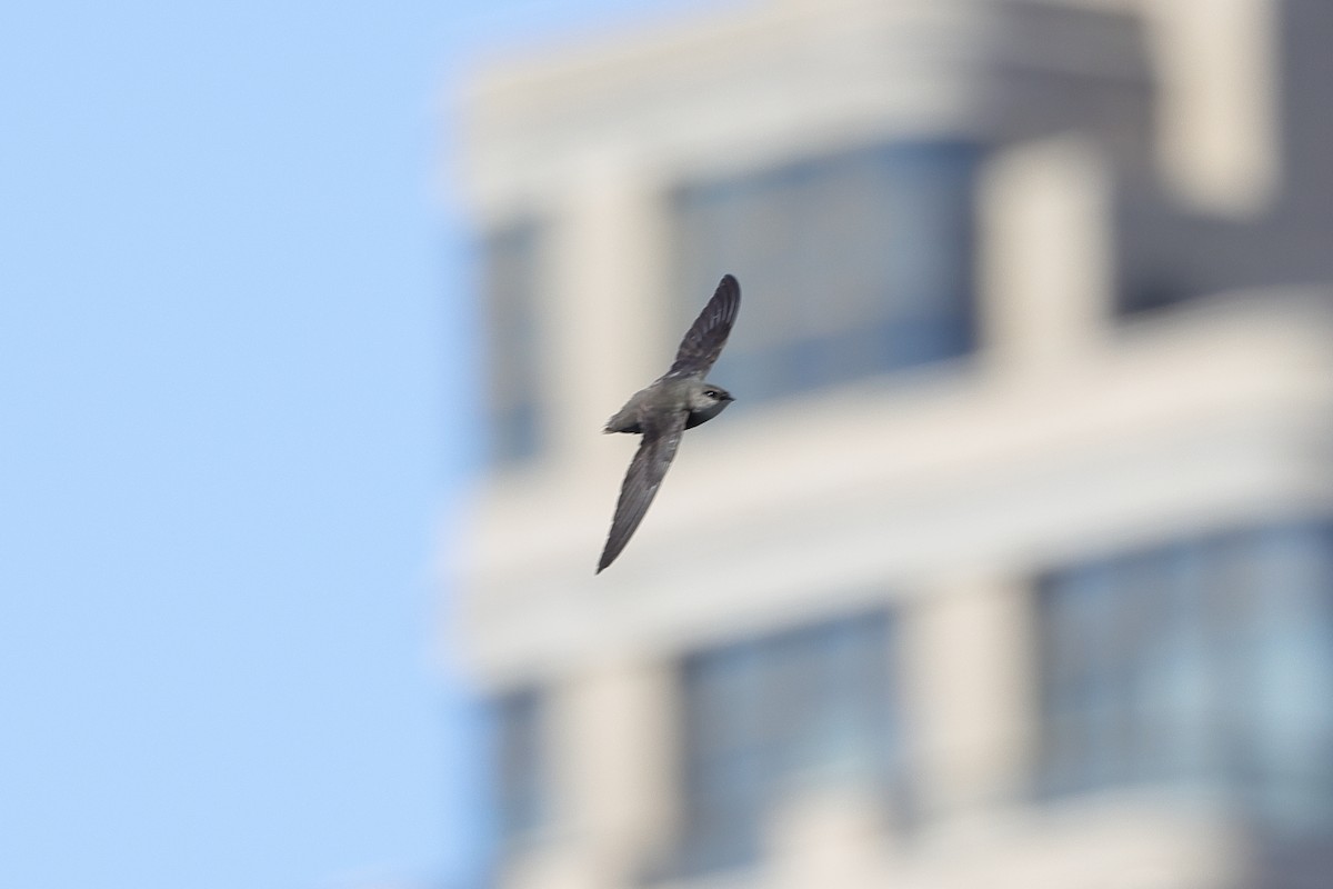 Chimney Swift - Fabio Olmos