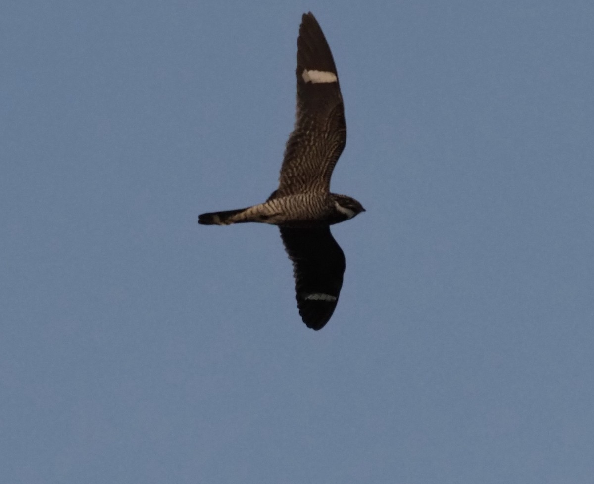 Common Nighthawk - Yve Morrell