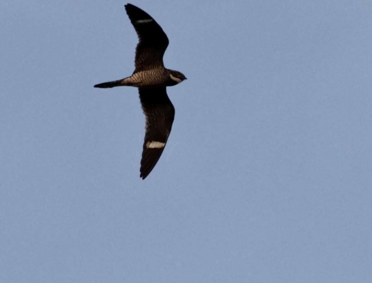 Common Nighthawk - Yve Morrell