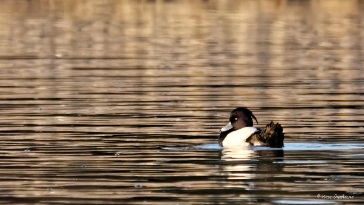 鳳頭潛鴨 - ML443352481