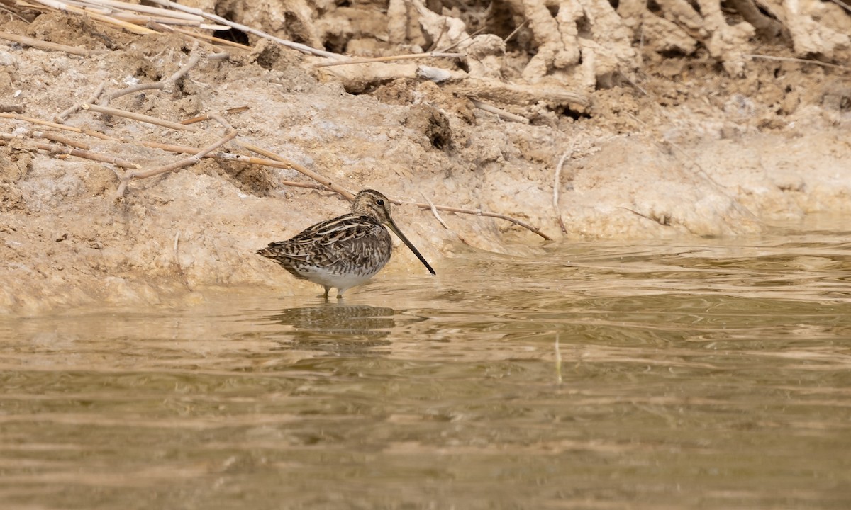 Common Snipe - ML443353111