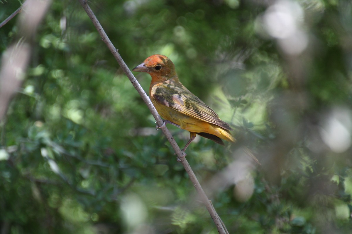 Summer Tanager - Eric Cameron