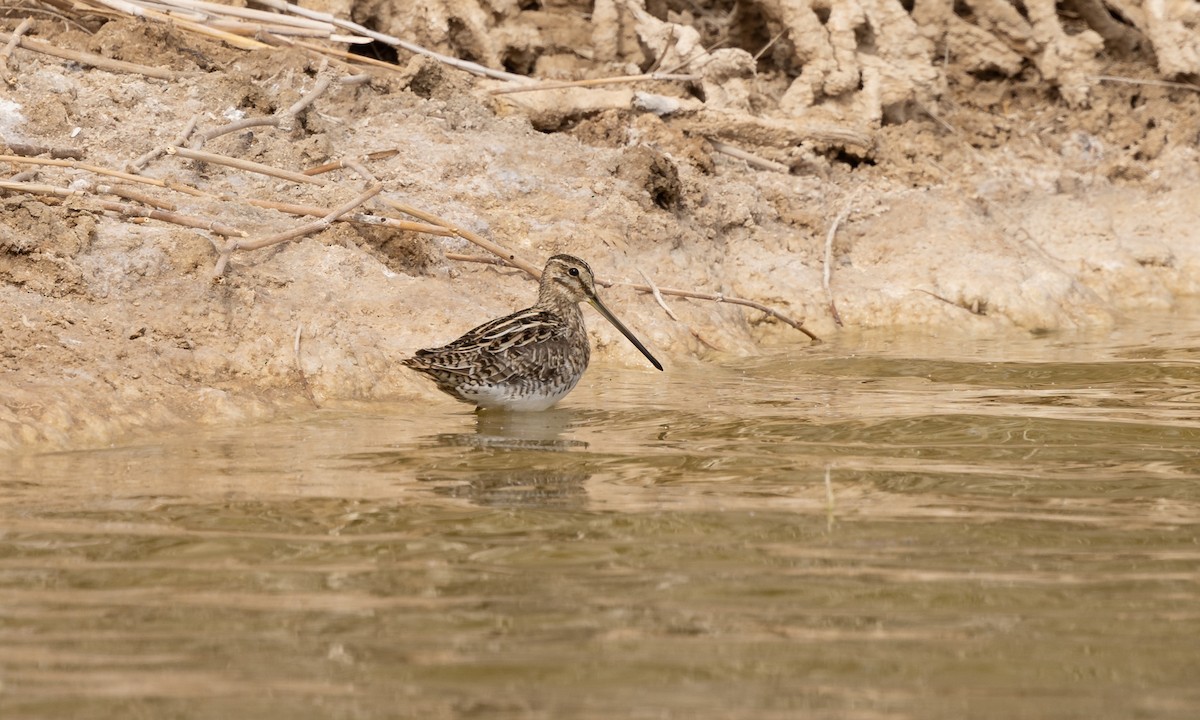 Common Snipe - ML443354681