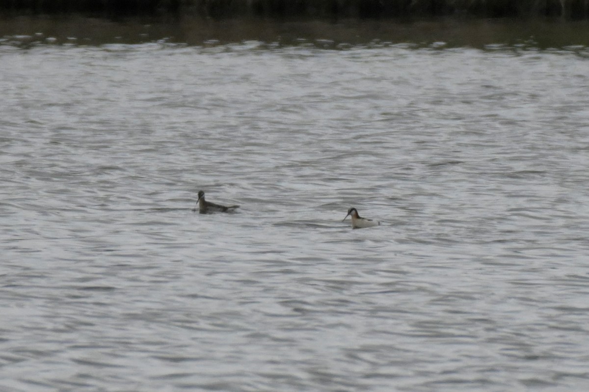 Phalarope de Wilson - ML443355981