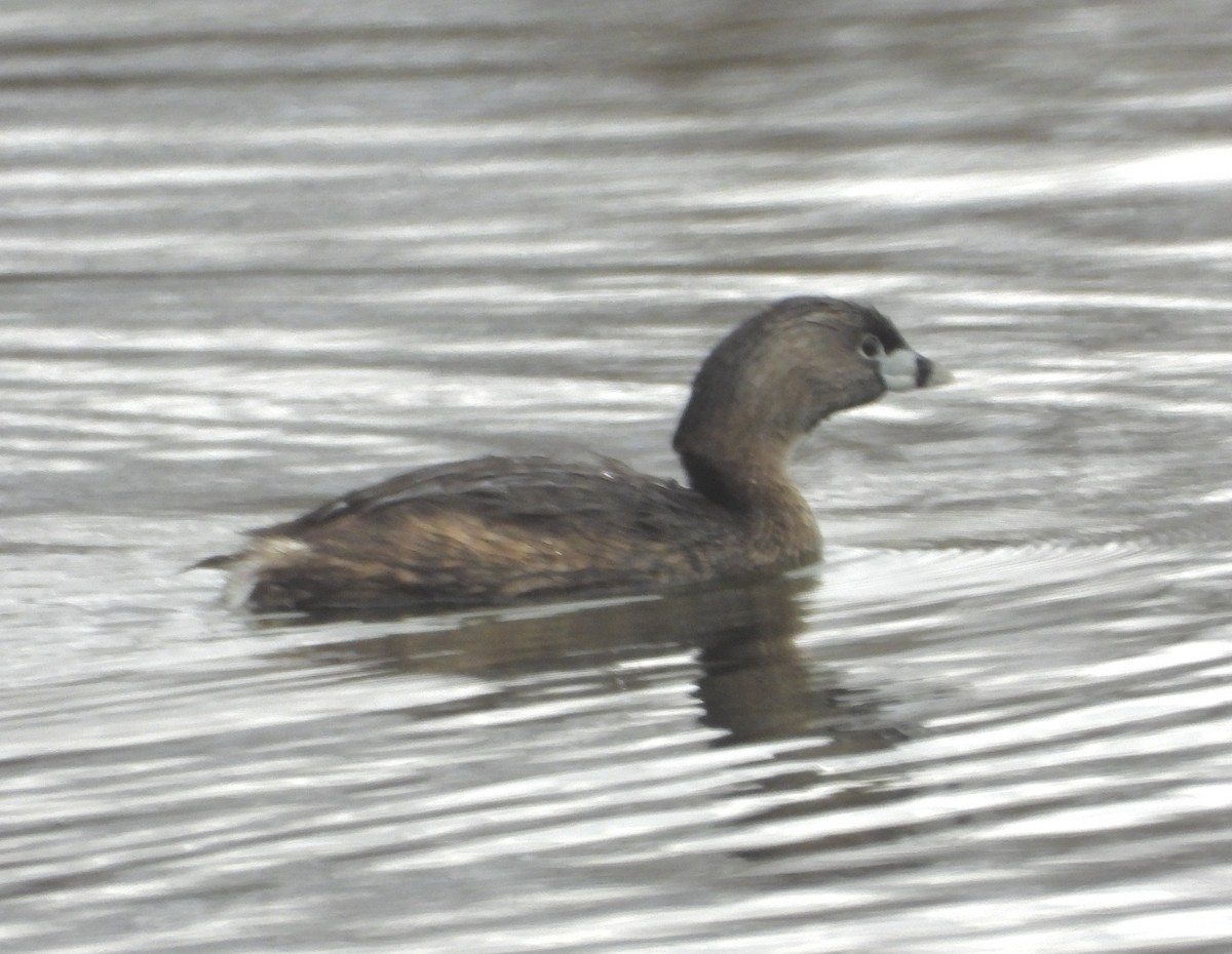 Pied-billed Grebe - ML443356381