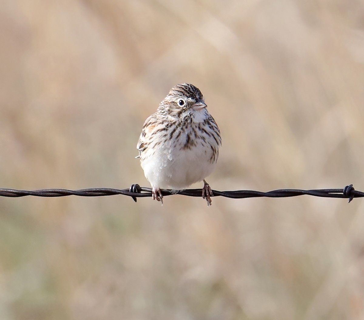 Vesper Sparrow - ML443357471