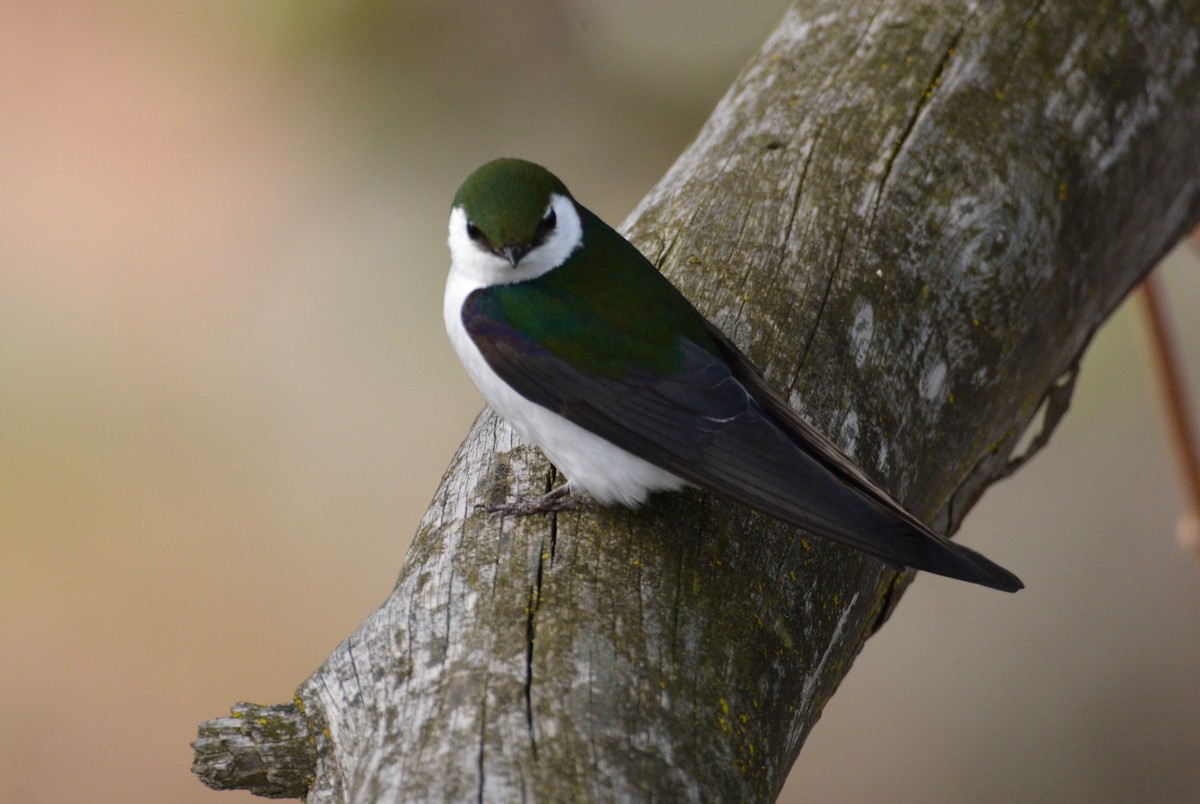 Golondrina Verdemar - ML443357761