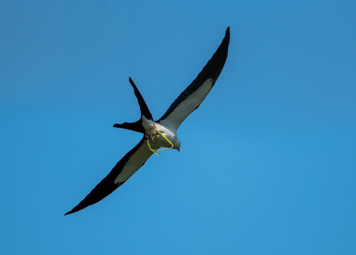 Swallow-tailed Kite - ML443359241