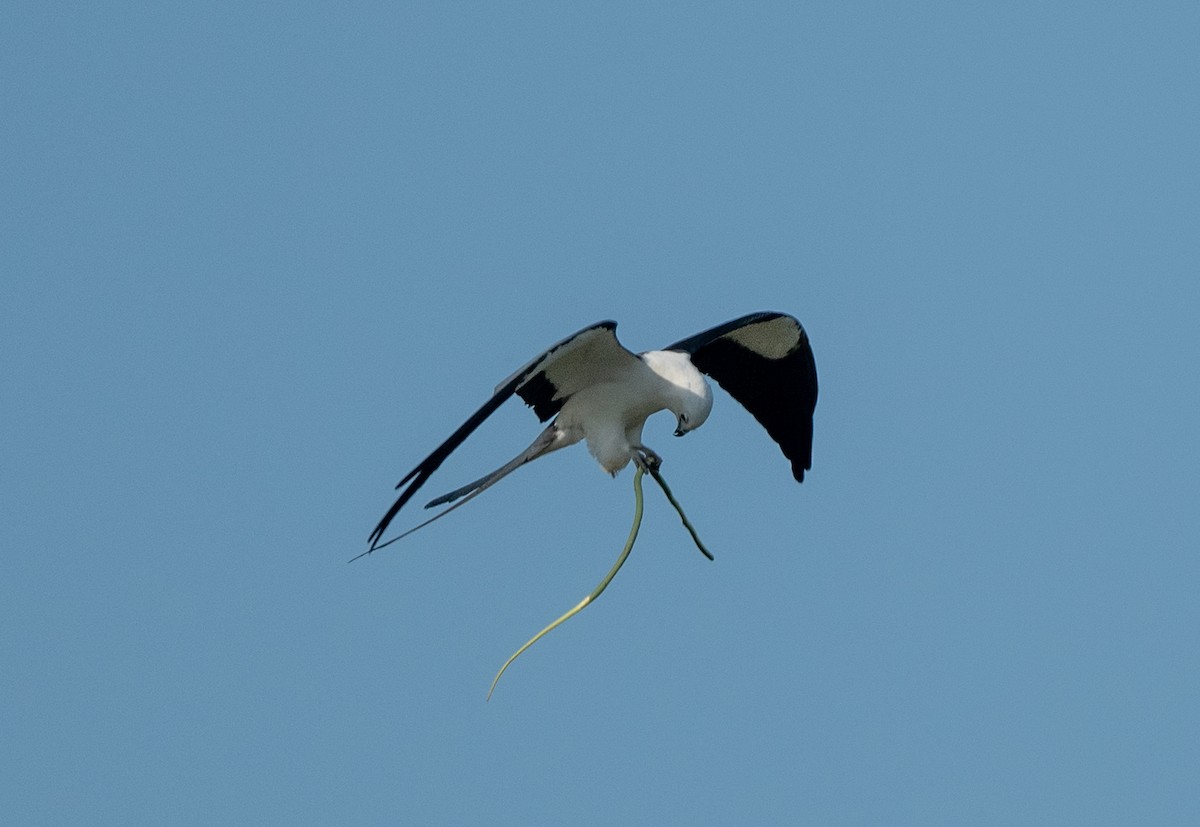 Swallow-tailed Kite - ML443359251