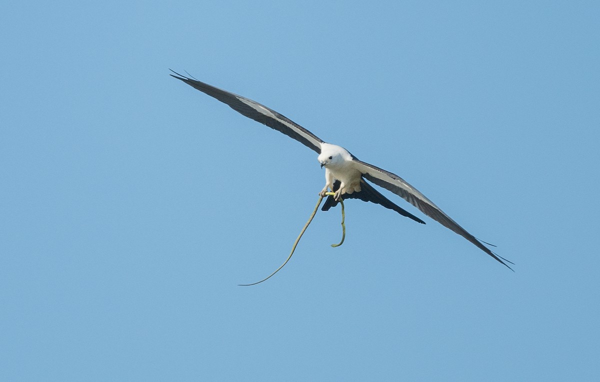 Swallow-tailed Kite - Teresa Kopec