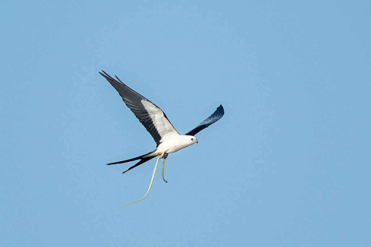 Swallow-tailed Kite - ML443359291