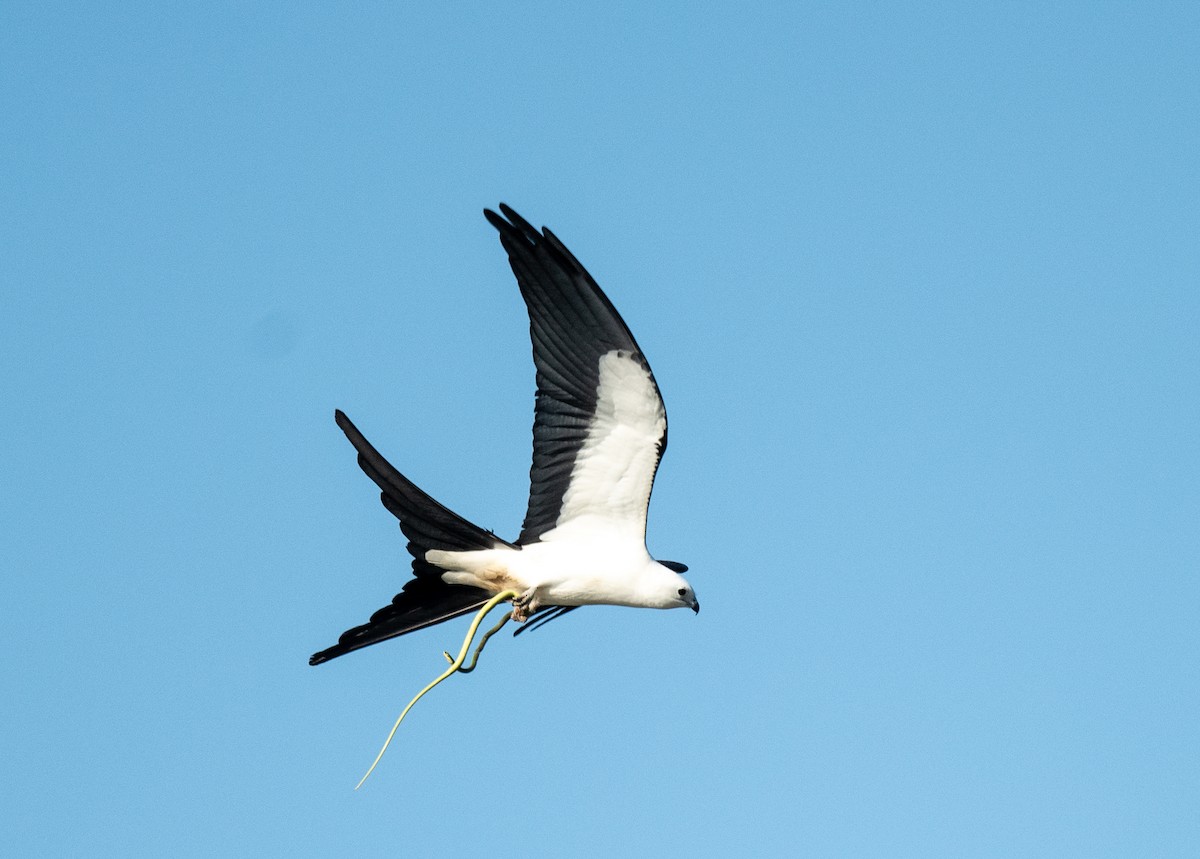 Swallow-tailed Kite - ML443359301