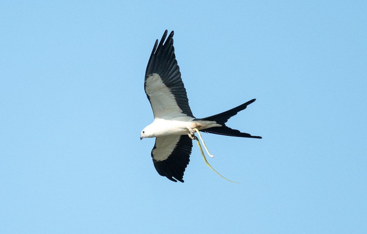 Swallow-tailed Kite - ML443359321