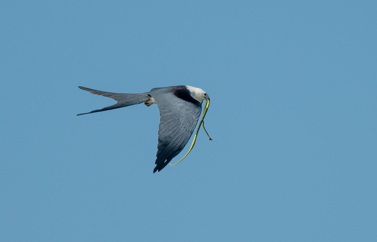 Swallow-tailed Kite - ML443359341