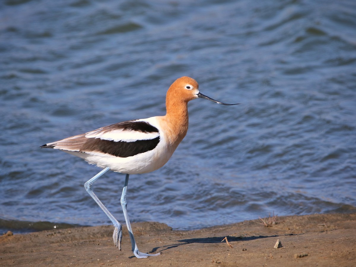 American Avocet - Katelyn Luff