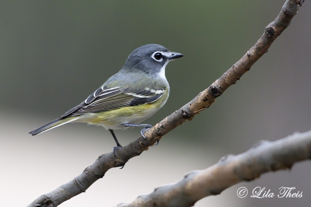 Blue-headed Vireo - Lila Theis