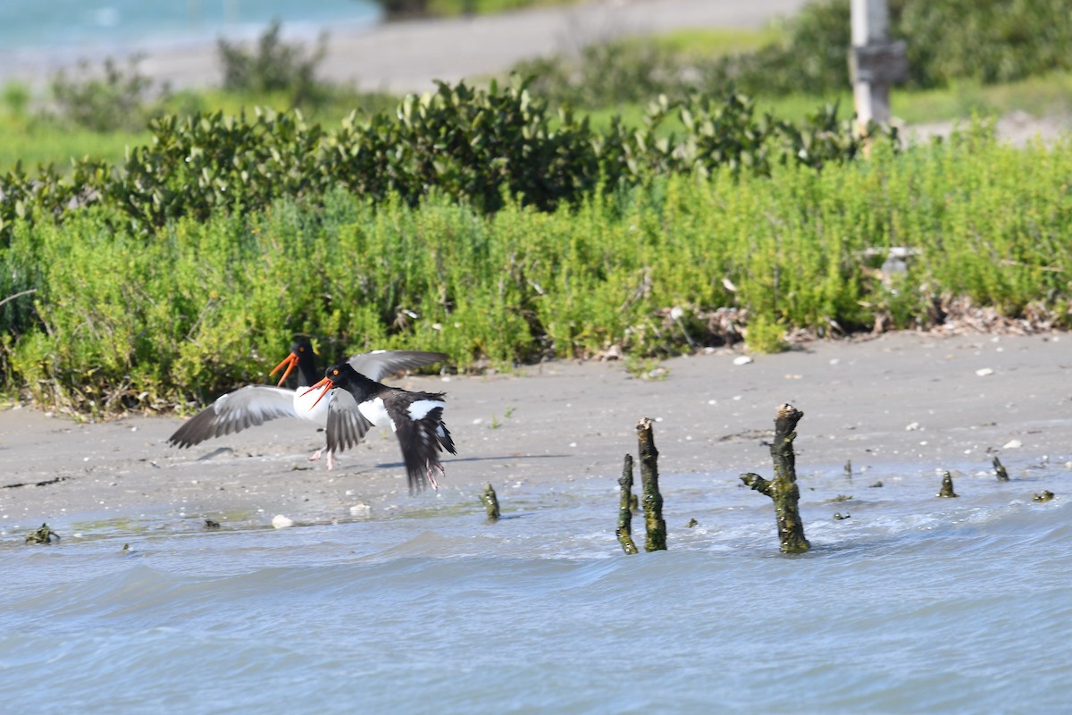 American Oystercatcher - ML443362061