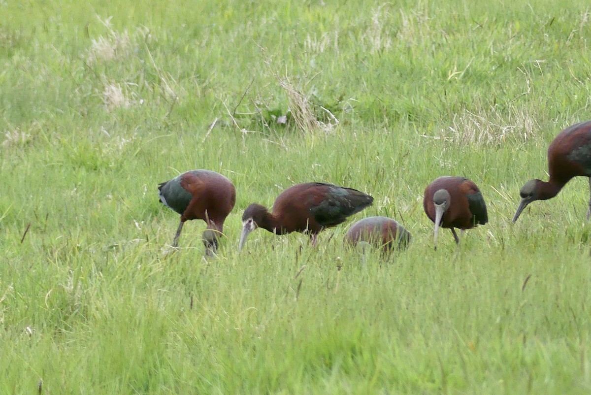 White-faced Ibis - ML443362411