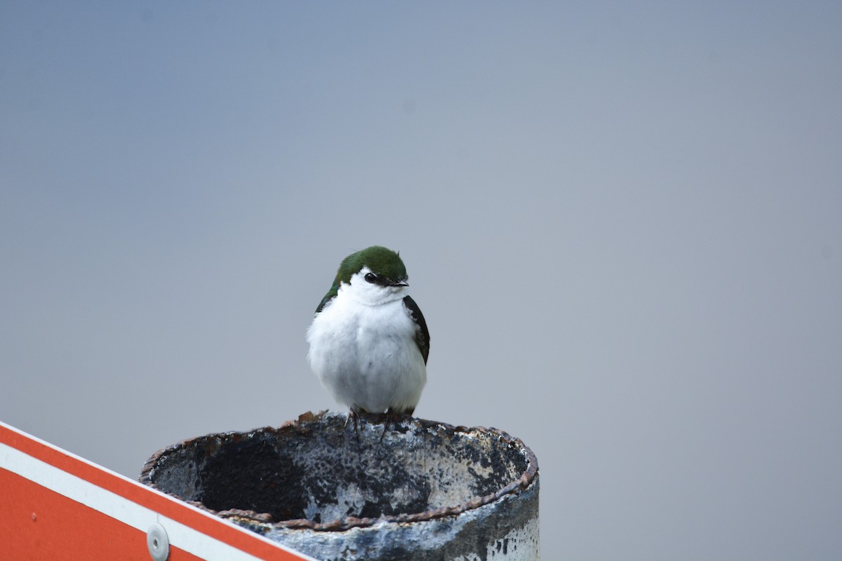 Violet-green Swallow - ML443362531