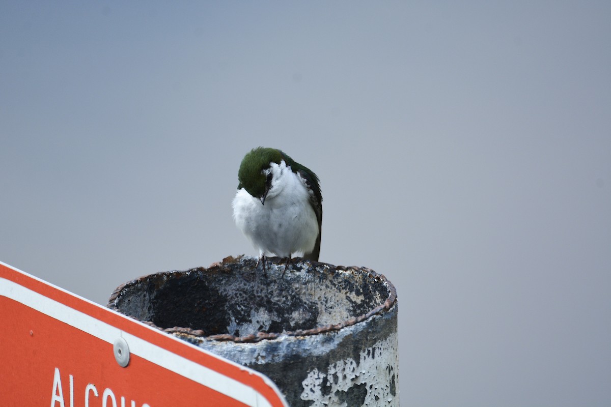 Golondrina Verdemar - ML443362541