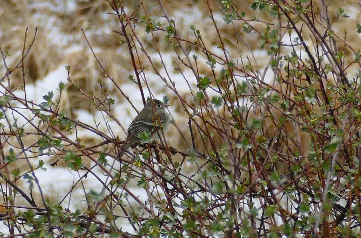 Least Flycatcher - Kelly Ormesher