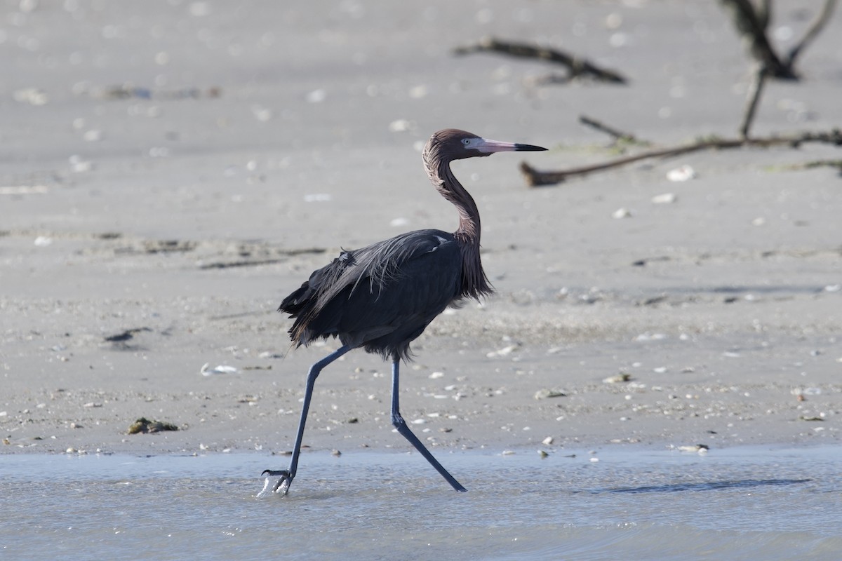 Reddish Egret - ML443362571