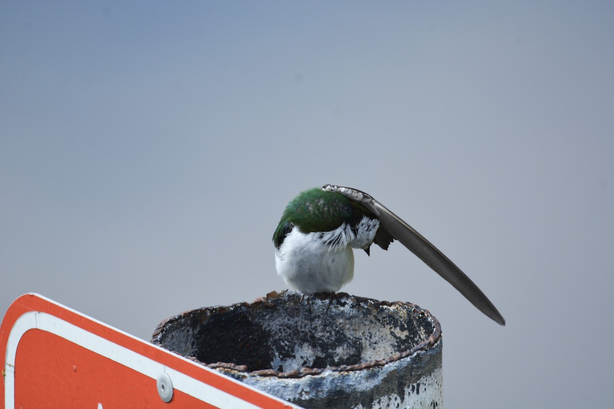 Violet-green Swallow - ML443362581