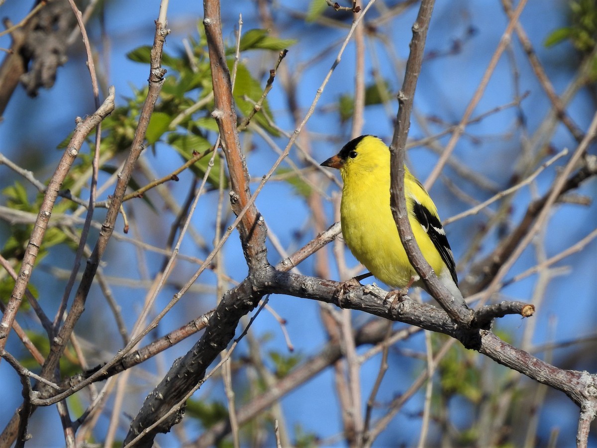 American Goldfinch - ML443362701