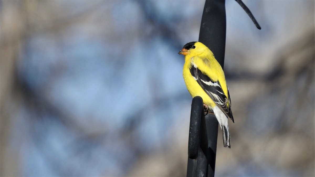 American Goldfinch - ML443362731