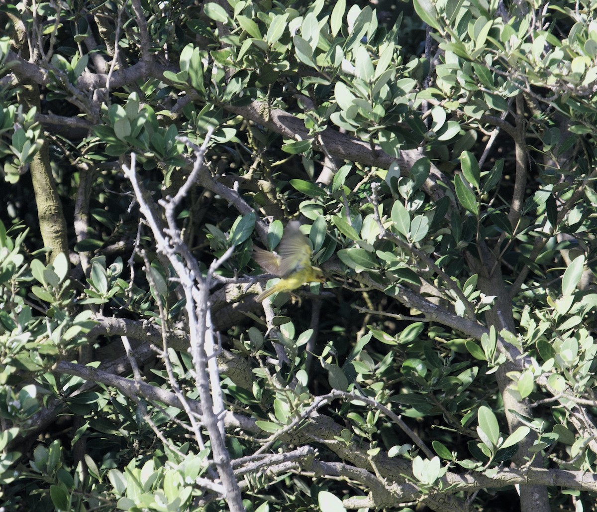 Reinita de Manglar (grupo erithachorides) - ML443362751