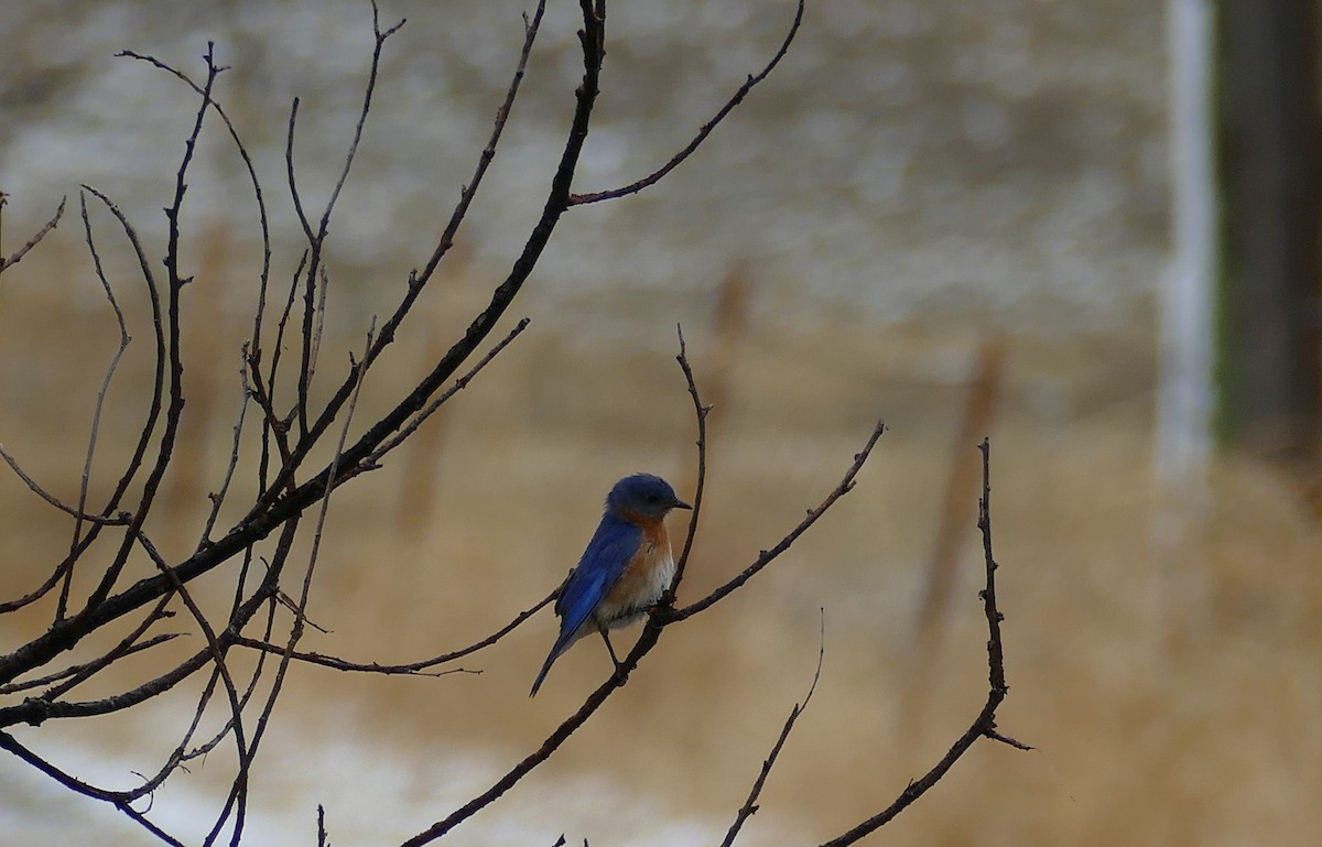 Eastern Bluebird - Kelly Ormesher