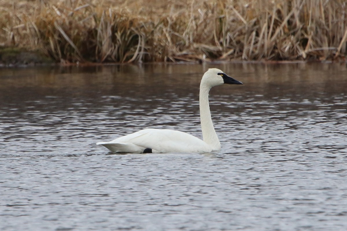 Tundra Swan (Whistling) - Guy Stevens