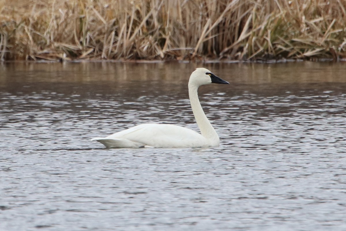 Tundra Swan (Whistling) - Guy Stevens