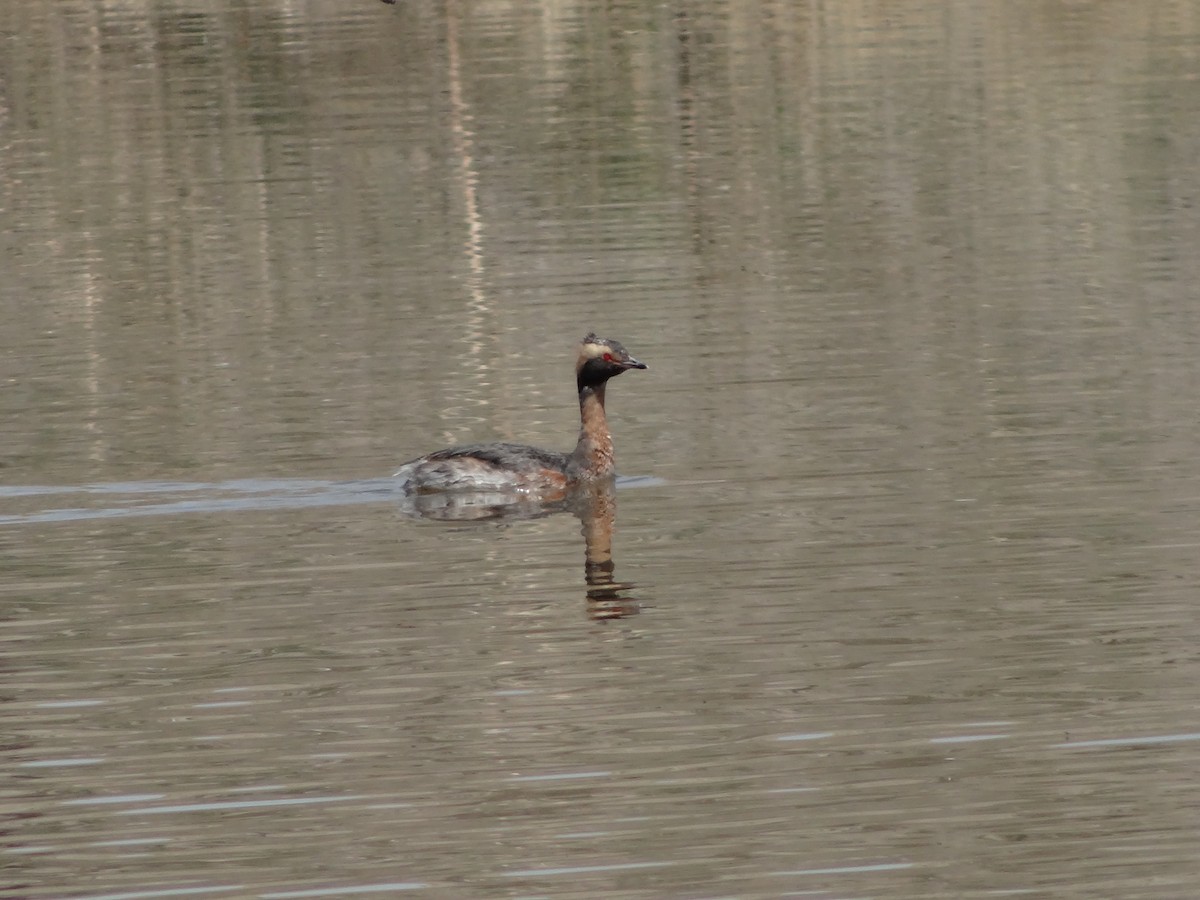 Horned Grebe - ML443364171