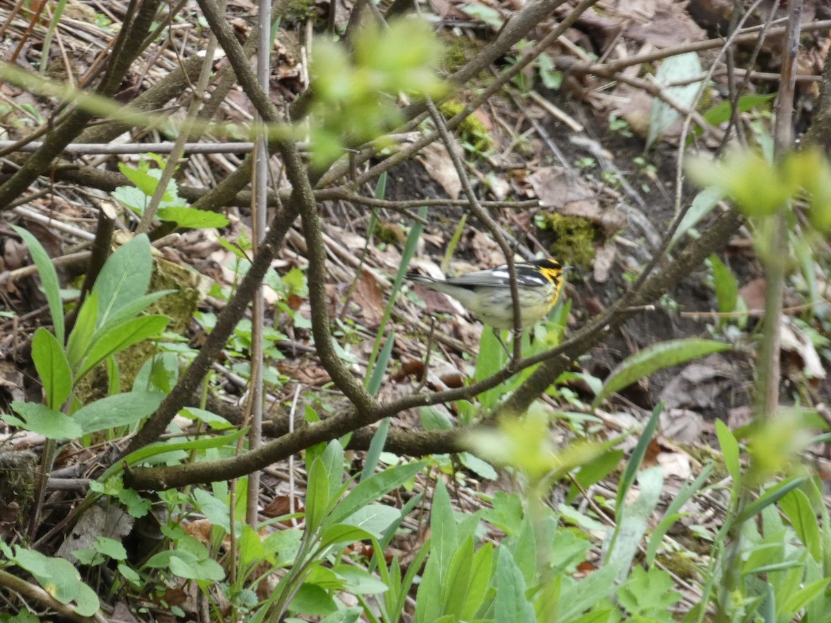 Blackburnian Warbler - Mary Winegar