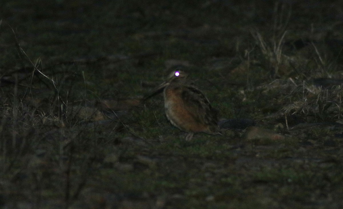American Woodcock - ML443366021