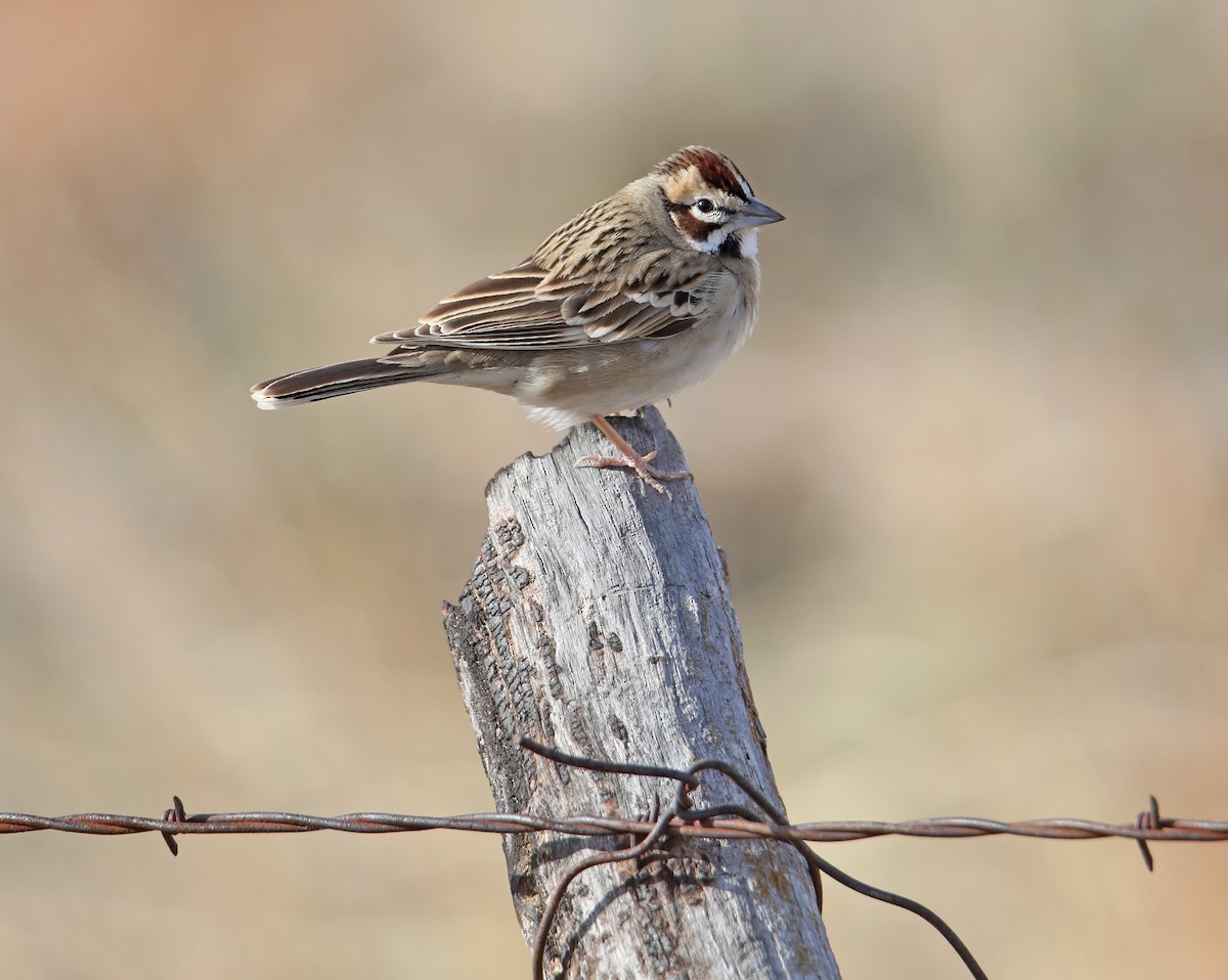 Lark Sparrow - Elizabeth Winter