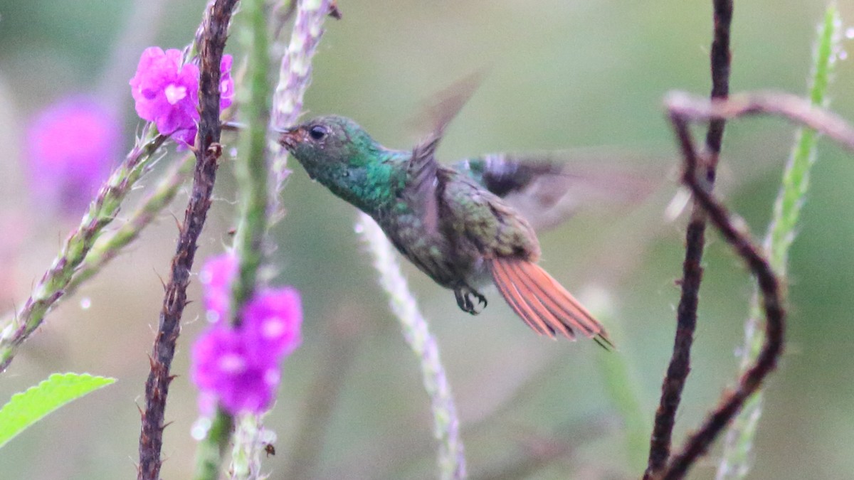 Rufous-tailed Hummingbird - Rick Folkening