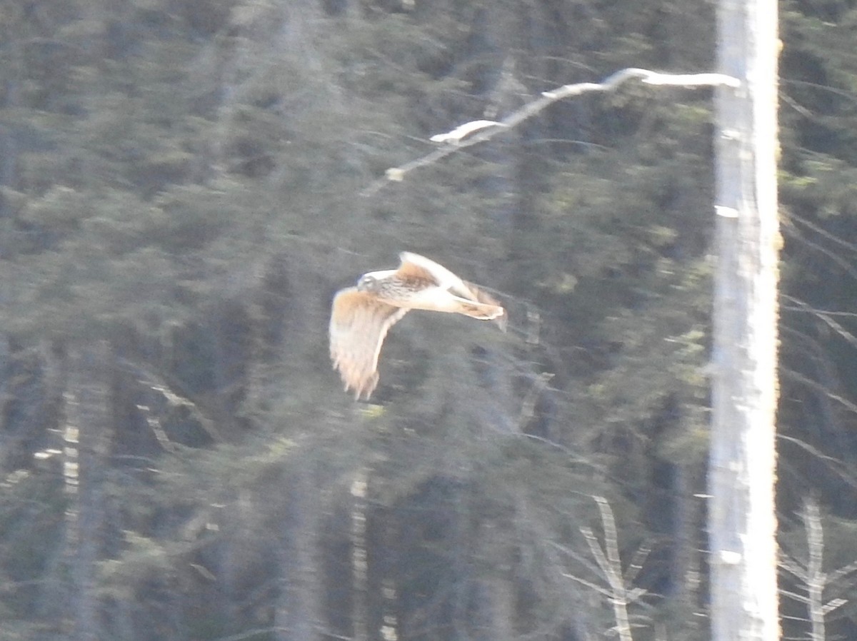 Northern Harrier - Tim Martin