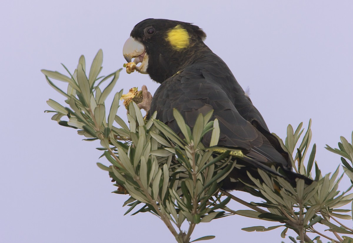 Yellow-tailed Black-Cockatoo - Mark Chappell