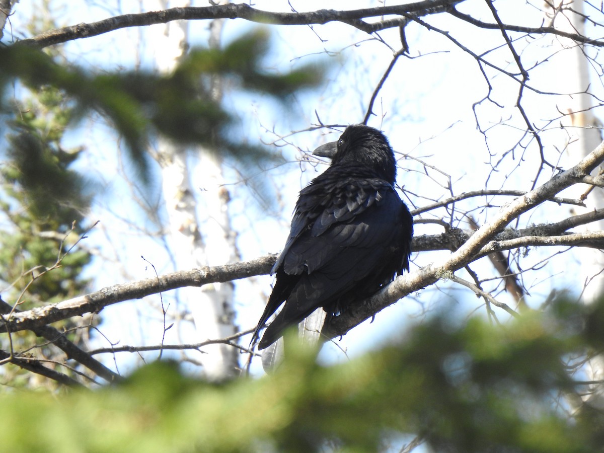 Common Raven - ML443369891