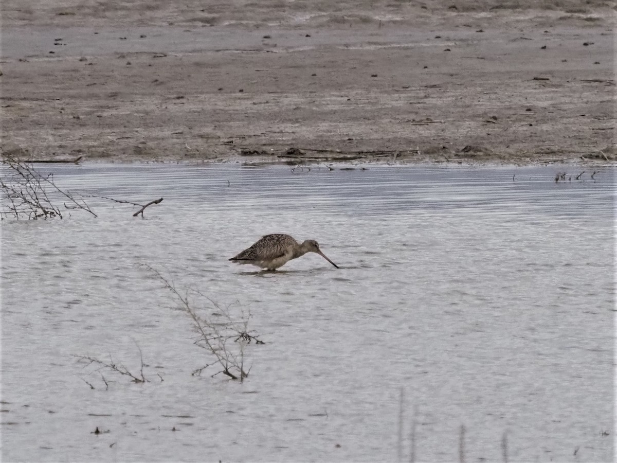 Marbled Godwit - ML443372861