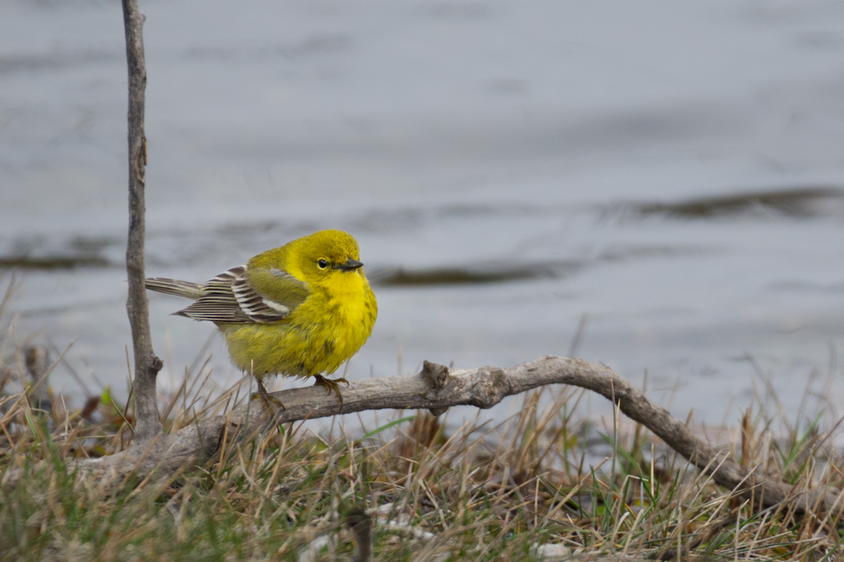 Pine Warbler - ML443373411